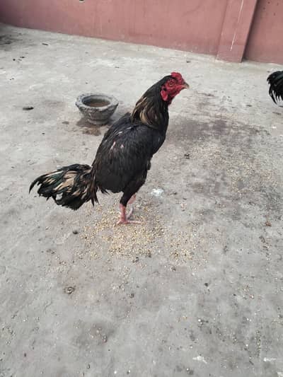 mushka jawa murga urgent for sale