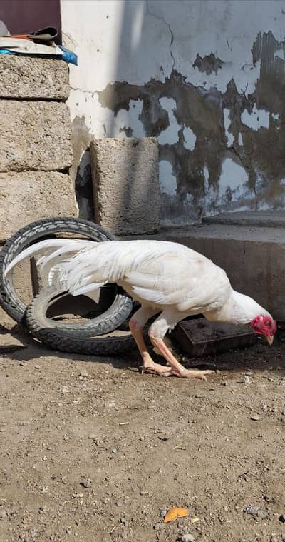 Quality Aseel Heera and Pure Mianwali