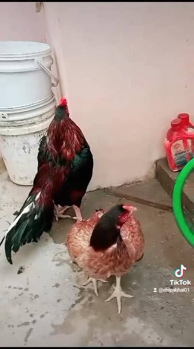 AMROHA Merthi LASANI MUSHKA Hera  Jageeri