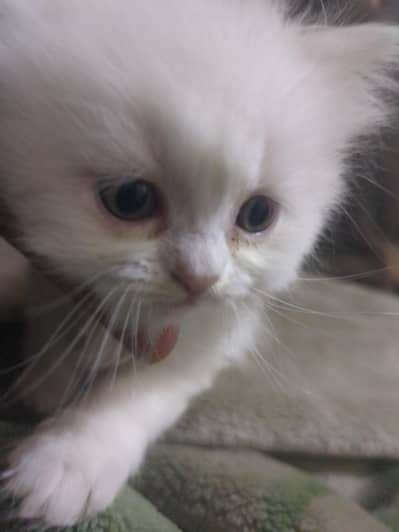 Persian kitten