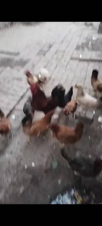 Ghar paly hue sab murghiya egg derhi hai 18 female 2 male