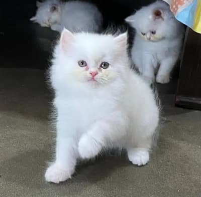 Persian kitten for sale