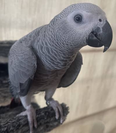 African Grey