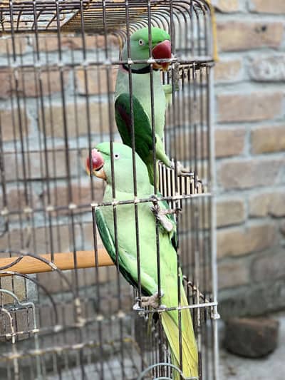 Raw Breeder Pair 4 years age