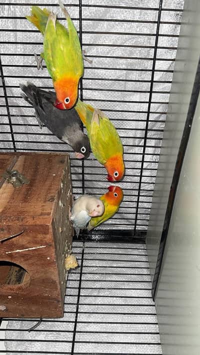 Lovebirds for sale
