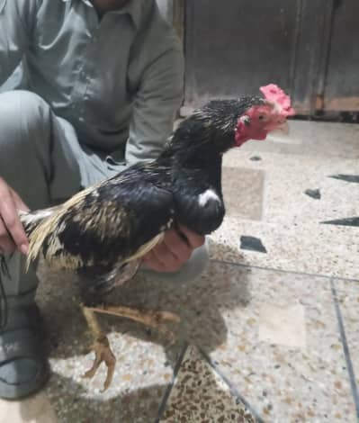 aseel murgha for sale