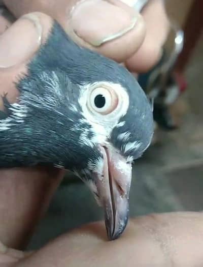 pure rampuri female for sale