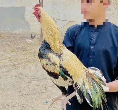 Aseel sindhi Murga Java