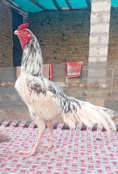 Aseel White chena Murgha