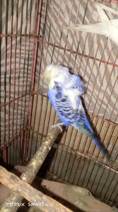 Hogoromo female deble flowers