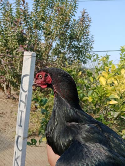 Aseel hens for sale!!