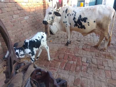 cow for sale