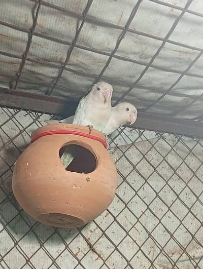 albino red eye pair Australian pair or cage