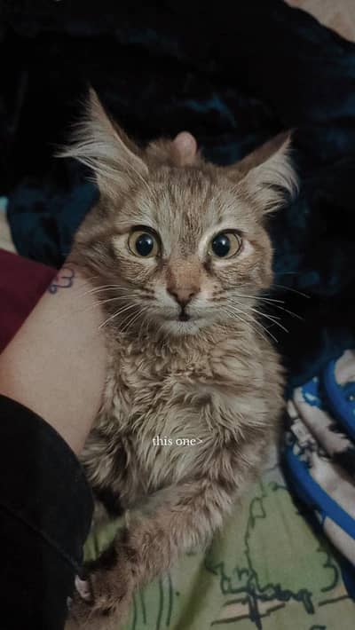 kitten for sale / 03334972466/033060089755/