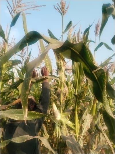 Quality white Maize (fodder) Seed  – Good Yield.