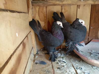 black mukhi sabz mukhi