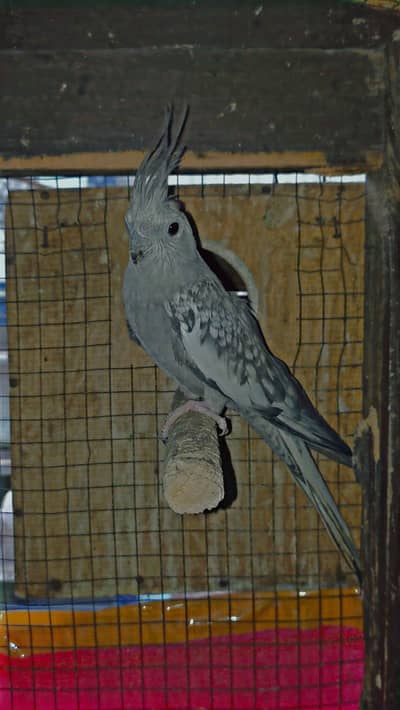 charcoal breeder female 5 fingers ni hy for sale