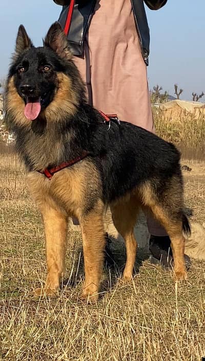 for sale German Shepherd double coat male age 10 month available