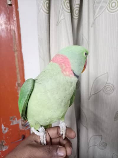 raw male pahari jumbo jutt