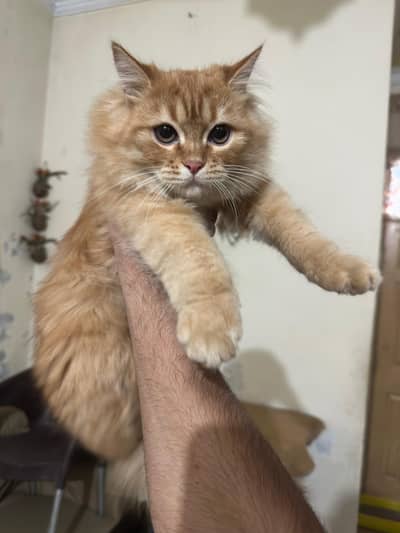 Persian Male Cat Triple Coat