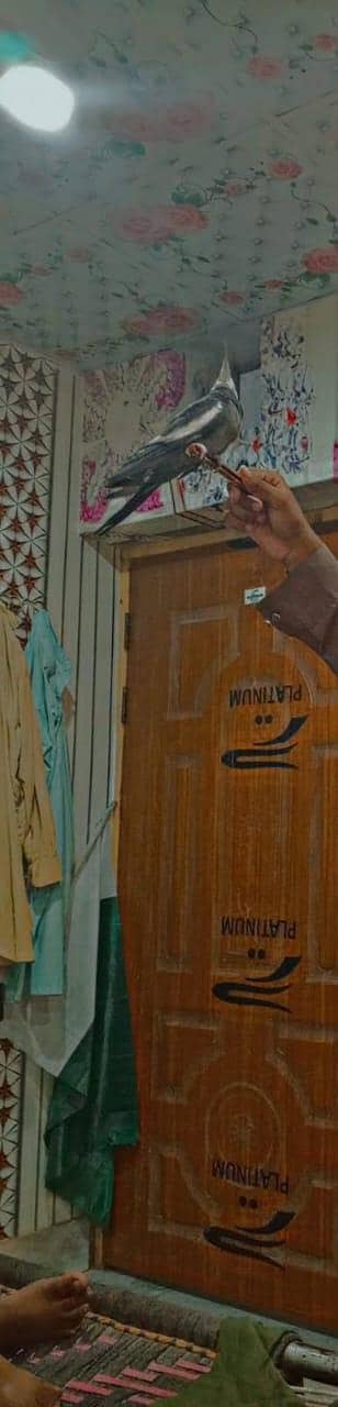 cocktail charcoal male hand tam for sale