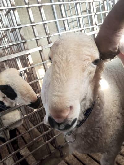 pure kajla or Mundra dumba khubsurat mashallah