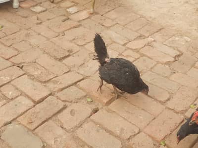 Australorp hen
