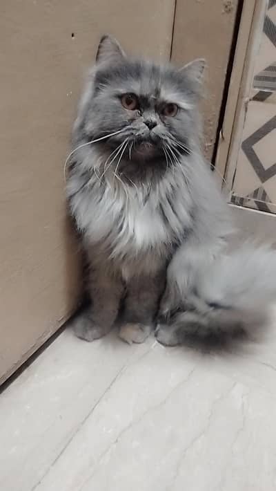 Persian Cat | kittens | Male | Female | High Quality Available