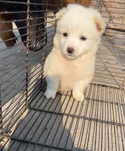 Russian male puppies for sale