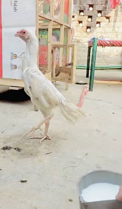 Aseel Shamo Pure German Blood Line