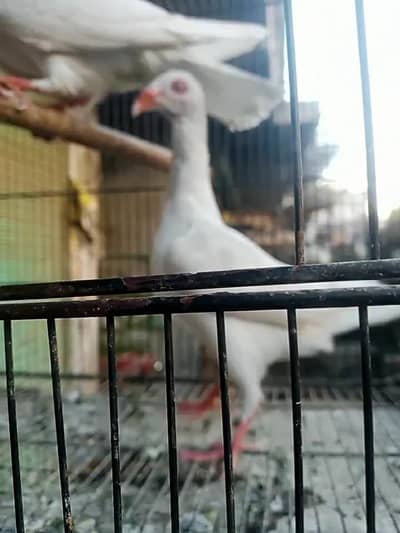 Urgent sale very affordable prices  for pegion lovers