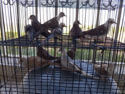 diamond pied, blue pied and red pied dove
