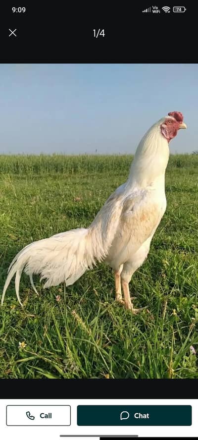 گھر کی بریڈ اصیل ہیرا ۔03067901675