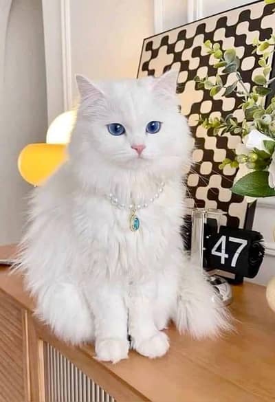 Persian female kitten for sale 0324-12-95-120 Whatsapp number