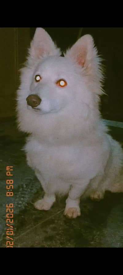 Russian pista dog for sale  //0300/8417804//