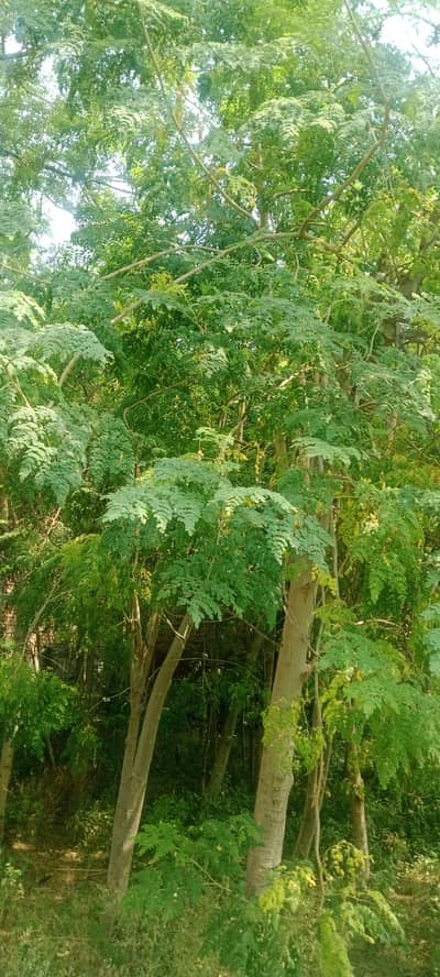 Moringa Fresh Leaves
