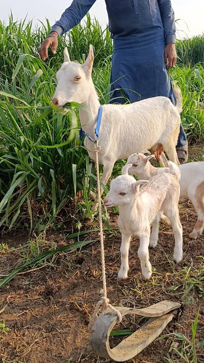 Top Russian Teddy with 2 Gulabi Ablak Chicks.