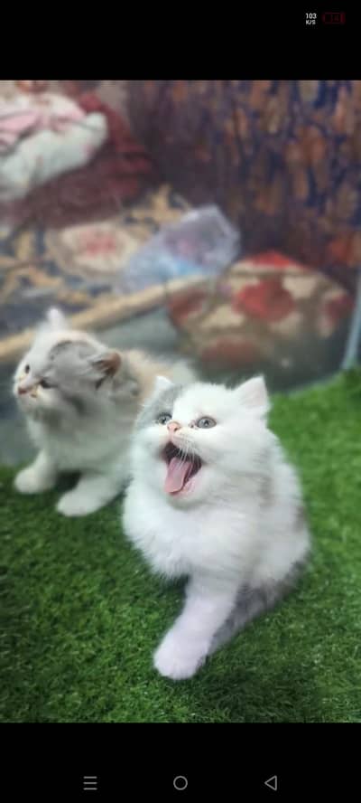 person kitten for sale