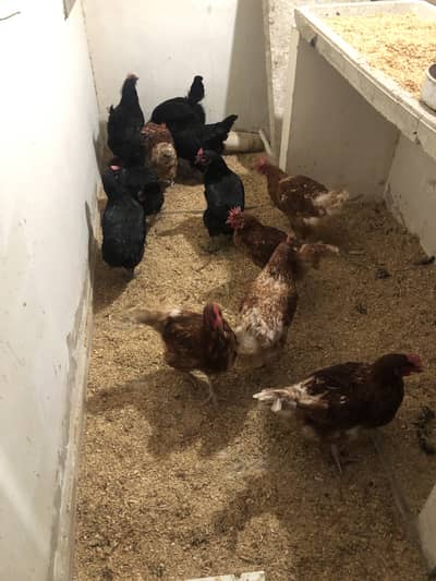 Full grown laying egg hen Lehman brown and black for sale