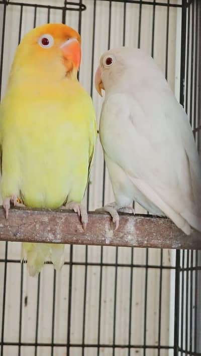 cremino male /albino split ino female massive size ma