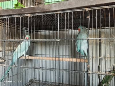 blue ringneck pair for sale
