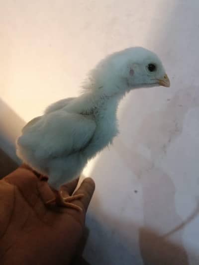 King size shamo chicks