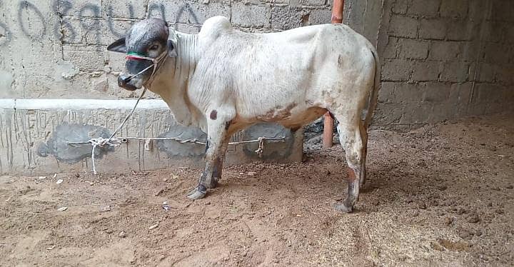 Qurbani 2026 bachra for sale - Cows - 1110001925