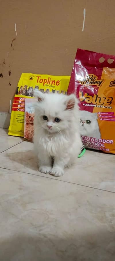 Triple coated pair of Persian cat And White cat have double clourr eye