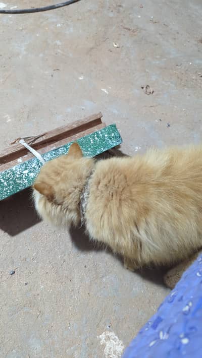 Skin Brown Color Male Punch face hai Yellow eyes