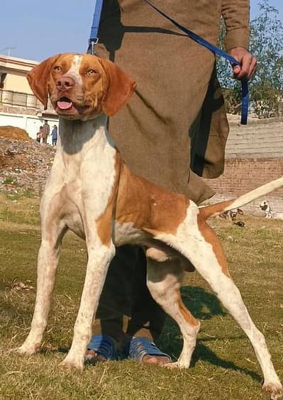 shakari painter mail for sale active and healthy