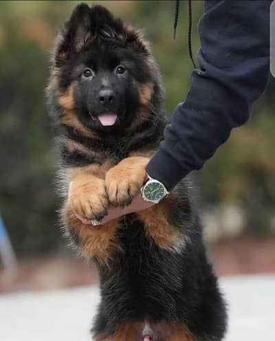German Shepherd puppy | Long Coat puppies | Dog For Sale | GSD