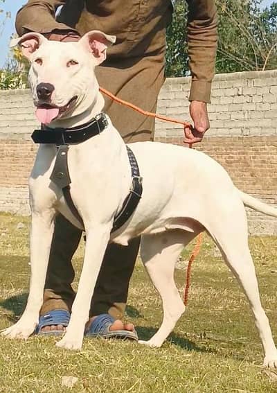 lapa goltar female breedar for sale active and healthy