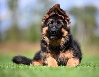 German Shepherd puppy | Long Coat puppies | Dog For Sale | GSD