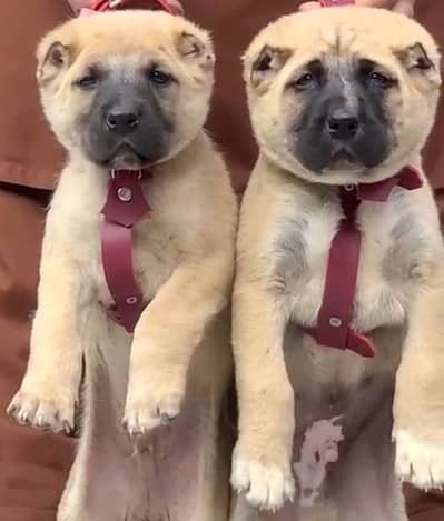 afghani koche pair for sale active and healthy fully security dog
